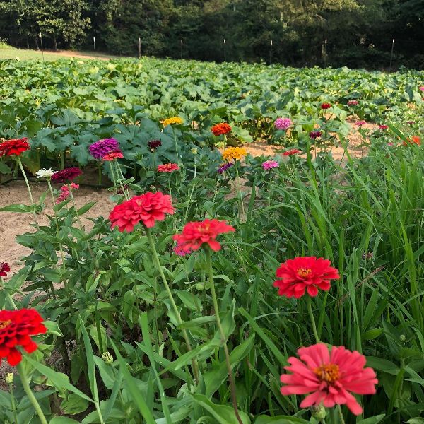 Craft Beer & Flower Festival