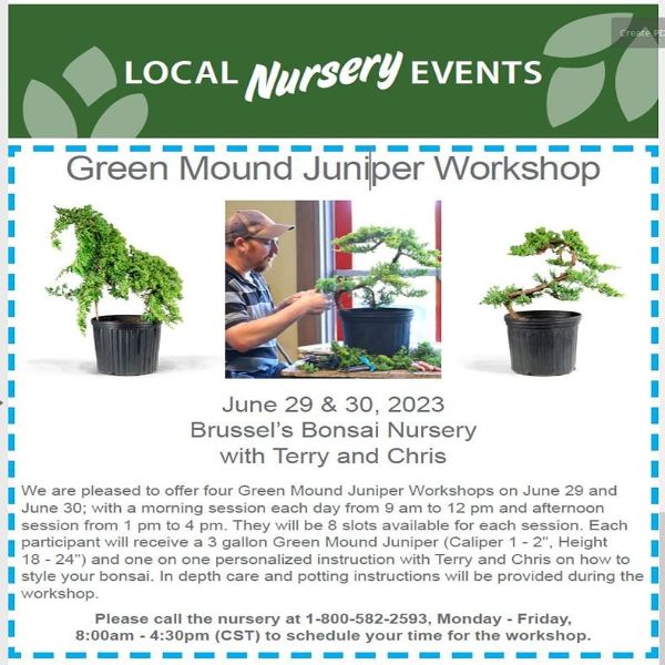 Brussel's Bonsai Green Mound Juniper Workshop