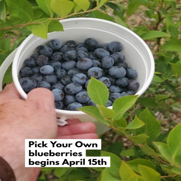 YouPick and PrePicked Blueberries