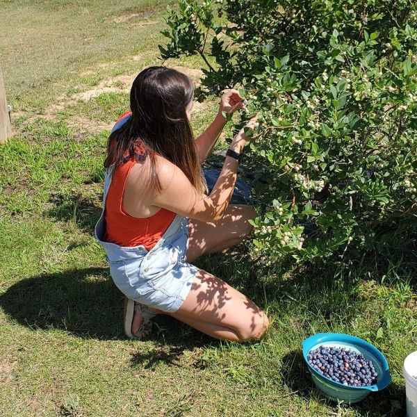 U-Pick or Pre-Picked Blueberries
