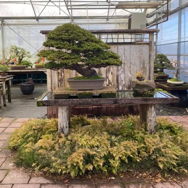 Bonsai tree.jpg