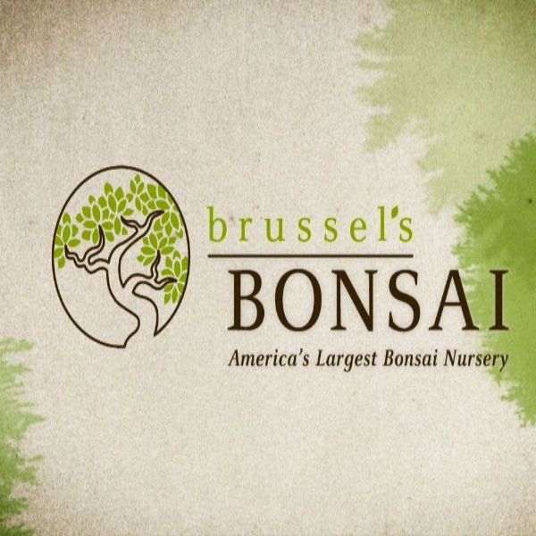 More Info for Brussel's Bonsai Nursery Autumn Open House