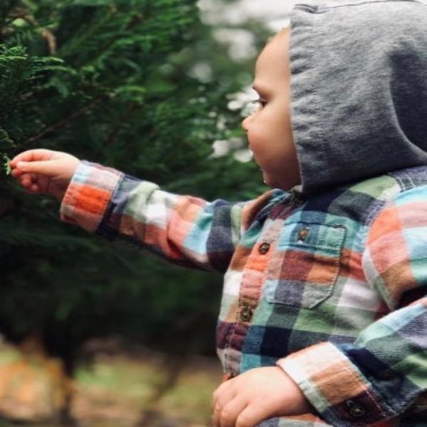 Christmas Tree Farm