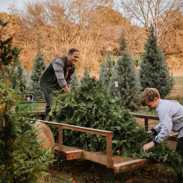 More Info for Christmas Tree Farm