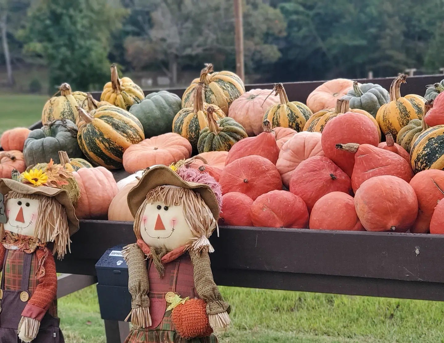 DCT_bolin grove farms pumpkin patch4 (1).jpg