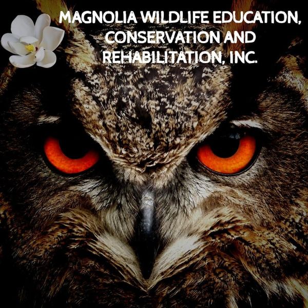 A Magnolia Christmas with Magnolia Wildlife