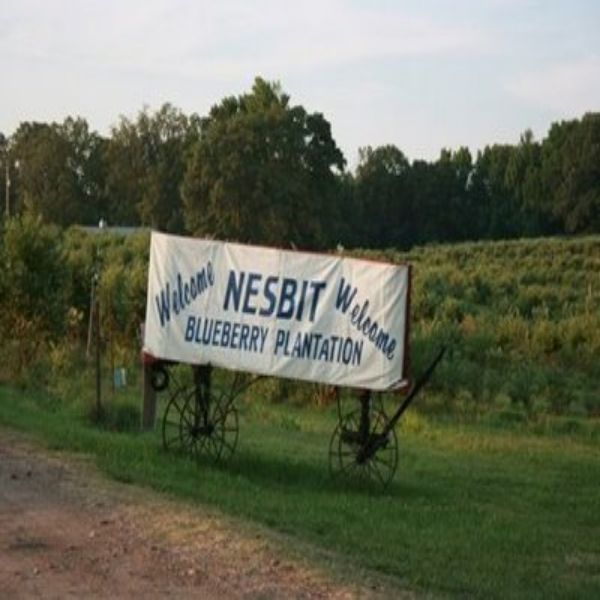 More Info for Nesbit Blueberry Plantation