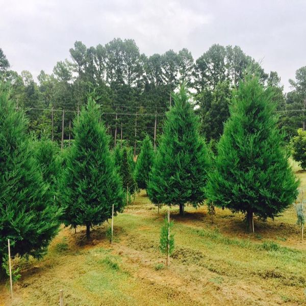 Pine Ridge Christmas Tree Farm