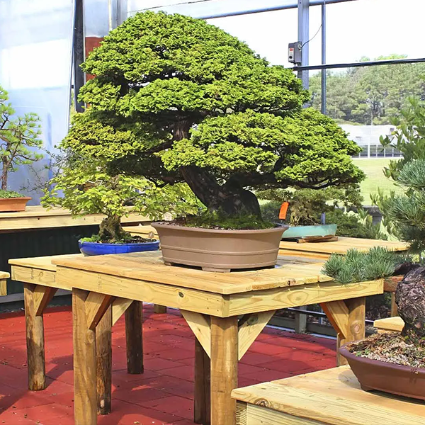 Brussel's Bonsai Nursery Spring Preview Sale