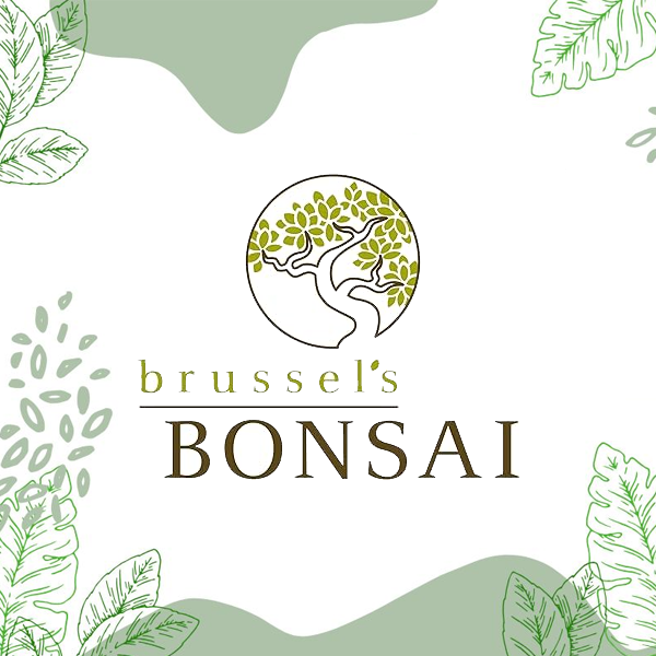 More Info for Brussel's Bonsai Nursery Fall Open House