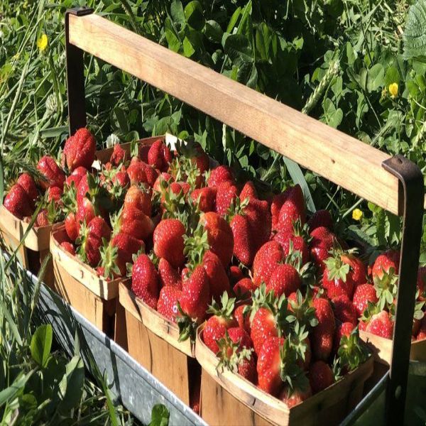 Cedar Hill Farm Pick-Ur-Own Strawberries