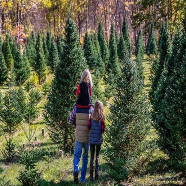 Merry Christmas Tree Farm 